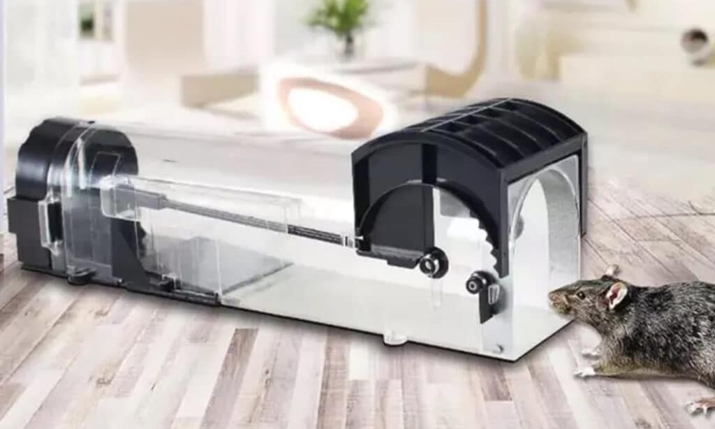 5 Best Mouse Traps: Smart Solutions for Effective Pest Control